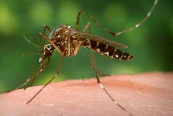 Κουνούπια που δεν πετούν, νέο όπλο κατά των μεταδοτικών ασθενειών