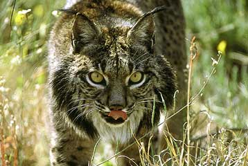 Δωρεά 3 εκατ. ευρώ για τη σωτηρία του ιβηρικού λύγκα