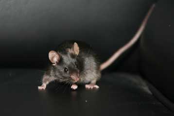 Πειραματικό φάρμακο προστατεύει από τη γρίπη σε μια δόση