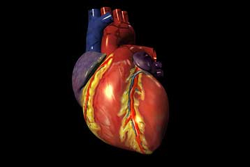 Το χαμηλό ΙQ «σημαντικός παράγοντας κινδύνου για καρδιοπάθεια»