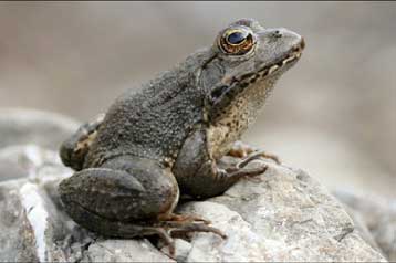 Τρανσέξουαλ βάτραχοι, η παρενέργεια κοινού ζιζανιοκτόνου