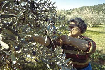 Κόβονται οι επιδοτήσεις σε αγρότες μέχρι 200 ευρώ τον χρόνο