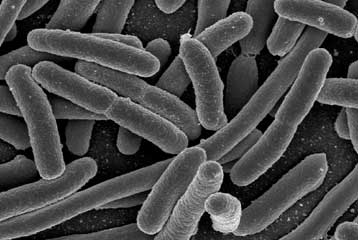 Εκατοντάδες εκθέματα στο ζωολογικό κήπο του ανθρώπινου εντέρου