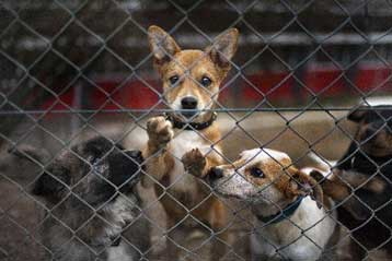 Για καθιέρωση δικηγόρων των ζώων ψηφίζουν σε δημοψήφισμα οι Ελβετοί