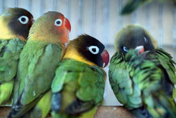 «Όχι» είπαν τελικά οι Ελβετοί στην καθιέρωση δικηγόρων για τα ζώα