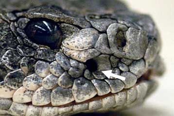 Πώς ορισμένα φίδια εντοπίζουν τη λεία τους στο σκοτάδι