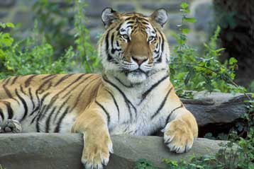 Οι τίγρεις στα πρόθυρα της εξαφάνισης, προειδοποιεί ο ΟΗΕ