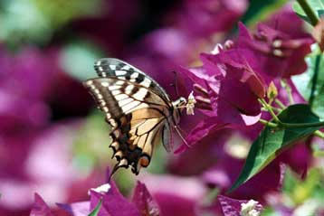 Οι πεταλούδες και οι λιβελούλες στην ευρωπαϊκή Κόκκινη Λίστα