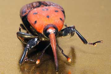 Επιχείρηση διάσωσης για τους 300 φοίνικες στο Πεδίο του Αρεως