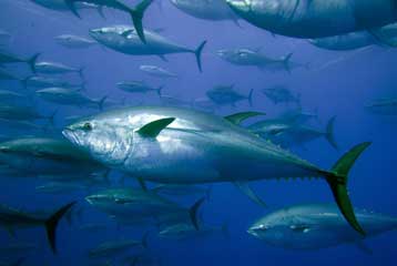 Απορρίφθηκε η πρόταση απαγόρευσης για το διεθνές εμπόριο ερυθρού τόνου