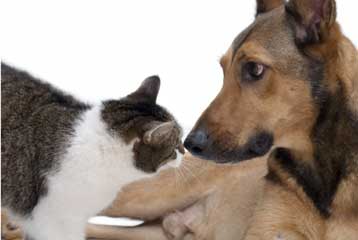 Χιλιάδες κατοικίδια εμφανίζουν παρενέργειες από τοπικά παρασιτοκτόνα