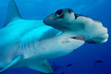 Το εμπόριο νίκησε το περιβάλλον σε διάσκεψη του ΟΗΕ για την άγρια ζωή