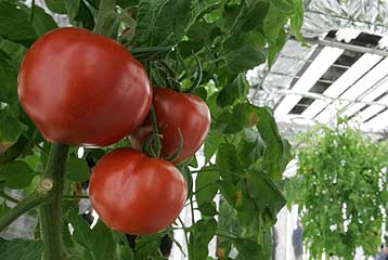 Μόλις ένα γονίδιο χωρίζει τη ντομάτα από τη «σούπερ» ντομάτα