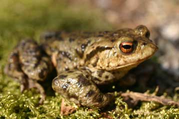 Κοινό είδος αμφίβιου «προαισθάνεται τους σεισμούς»