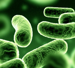 Τροφική Δηλητηρίαση