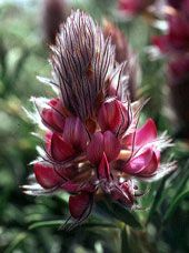 Ο Εθνικός Δρυμός Λευκών Ορέων (Φαράγγι Σαμαριάς)