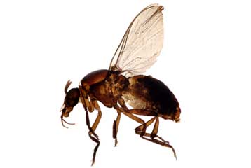 Νέα πειραματική θεραπεία κατά της απειλής της μύγας τσετσέ