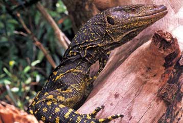 Νέο είδος γιγάντιας σαύρας ανακαλύφθηκε στις Φιλιππίνες