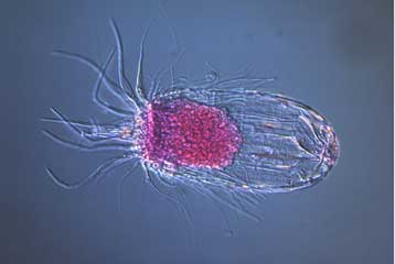 Στον ελληνικό βυθό βρέθηκαν τα πρώτα ζώα που δεν χρειάζονται οξυγόνο