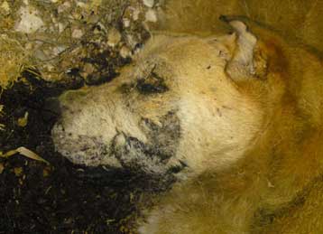 Τραγικό περιστατικό κακοποίησης σκύλου στο Καβούρι Βουλιαγμένης