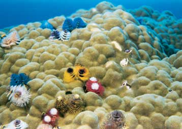 Κοράλλια, ύφαλοι και κοχύλια, στο Ίδρυμα Ευγενίδου