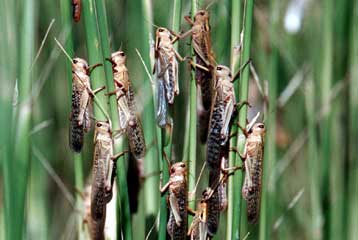 Επιδρομή ακρίδων σαρώνει 500.000 τετραγωνικά χλμ στην Αυστραλία