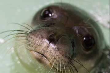 Νεκρή μεσογειακή φώκια από έκρηξη δυναμίτιδας νότια της Σάμου