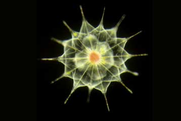 Αστρονομικά μεγάλη η ποικιλία των μικροβίων στους ωκεανούς