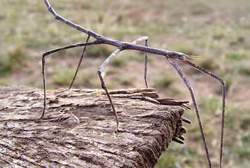 Το μακρύτερο έντομο του κόσμου και άλλα παράξενα από τη ζούγκλα της Βόρνεο