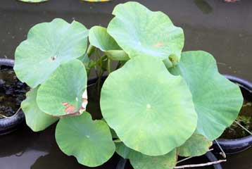 Νούφαρα φύτρωσαν στην Νότιο Κορέα από σπόρους 700 ετών