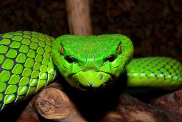 Καμία πρόοδος στο διεθνές σχέδιο για προστασία της βιοποικιλότητας