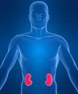 Ανακαλύφθηκαν 20 γονίδια που σχετίζονται με τις παθήσεις των νεφρών