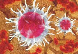 Γονίδιο βοηθά στην αποκατάσταση τραυμάτων του νωτιαίου μυελού