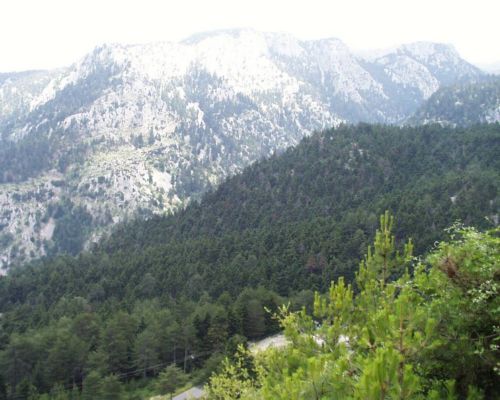 O Εθνικός Δρυμός του Παρνασσού