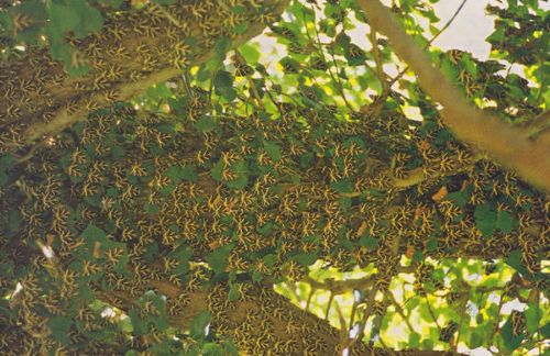 Οι πεταλούδες της Πάρου