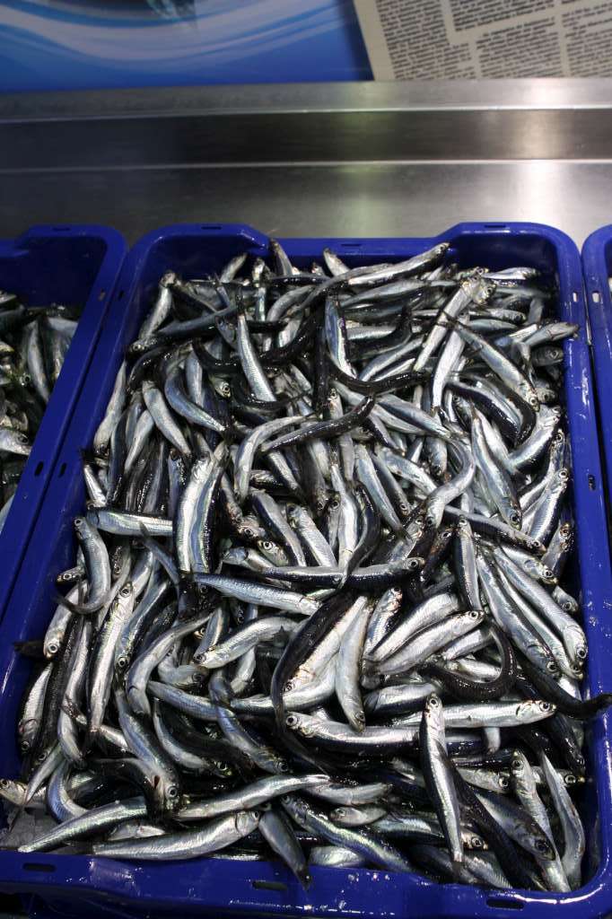 Γαύρος ξιδάτος