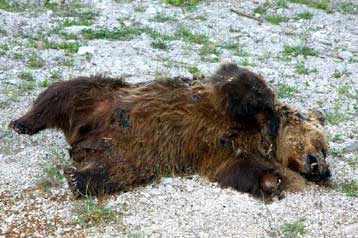 Αρκούδα νεκρή από πυροβολισμό στον Ασπροπόταμο Τρικάλων