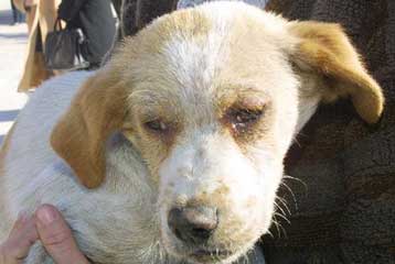 Την περίθαλψη νέων αδέσποτων ζώων αναγκάζεται να διακόψει το σωματείο Stray.gr