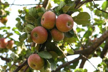 Η μηλιά του Νεύτωνα έτοιμη να αψηφήσει τη βαρύτητα