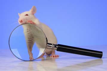 Νέα μέτρα της ΕΕ για τον περιορισμό των πειραμάτων σε ζώα