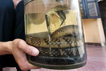 Παρανάλωμα η μεγαλύτερη συλλογή φιδιών στον κόσμο