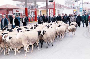 Κινητοποιήσεις προαναγγέλλουν οι Έλληνες κτηνοτρόφοι