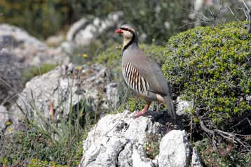 Ενστάσεις της Νομαρχίας Ανατολικής Αττικής για τα μέτρα προστασίας του Υμηττού