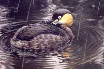 Εξαφανισμένο είδος κηρύχθηκε υδρόβιο πτηνό της Μαδαγασκάρης