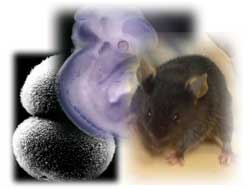 Ανακαλύφθηκε πρωτεΐνη που επιταχύνει την ανάπτυξη των οστών