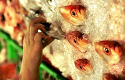 Τα ω-3 λιπαρά οξέα συντελούν στη μείωση του καρκίνου του παχέος εντέρου