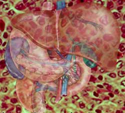 Τα ανδρογόνα καθιστούν τους άνδρες πιο επιρρεπείς στον καρκίνο του ήπατος