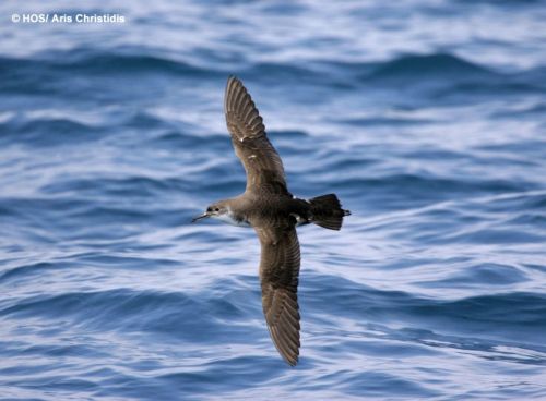 Ελληνοτουρκική Συνεργασία για τα πουλιά του Αιγαίου