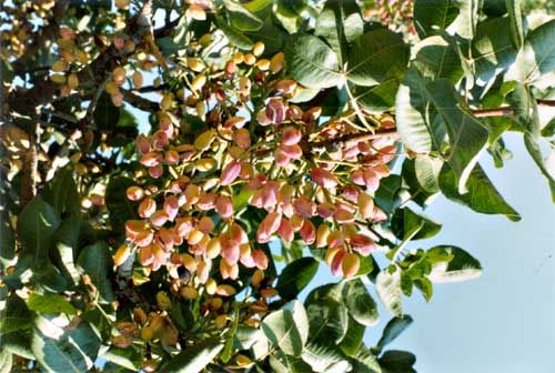 Τα φιστίκια Αιγίνης