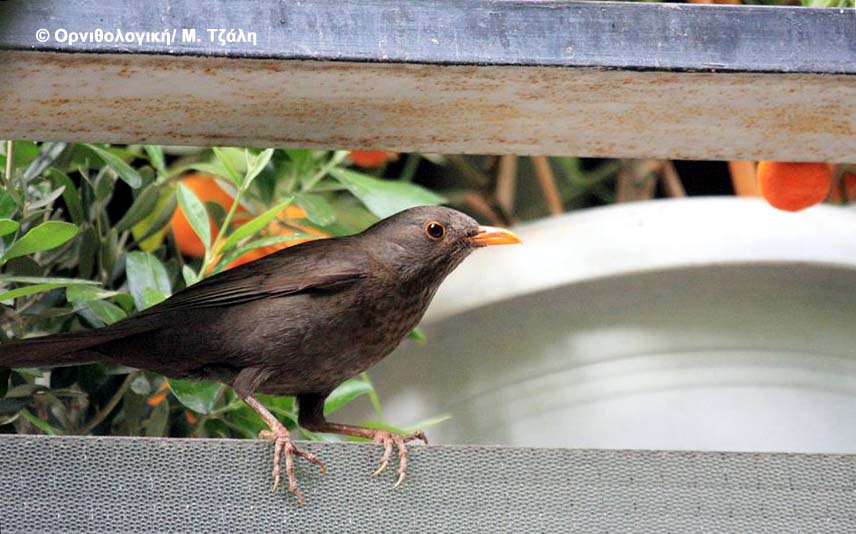 Τον Ιούνιο γίνεται η καταγραφή των κοτσυφιών στην Αθήνα